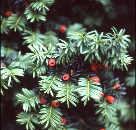 Taxus_baccata.jpg