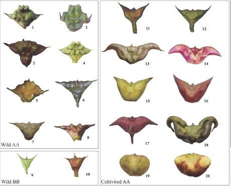 中国科学院武汉植物园在菱属物种分化与多倍体起源研究中取得重要进展