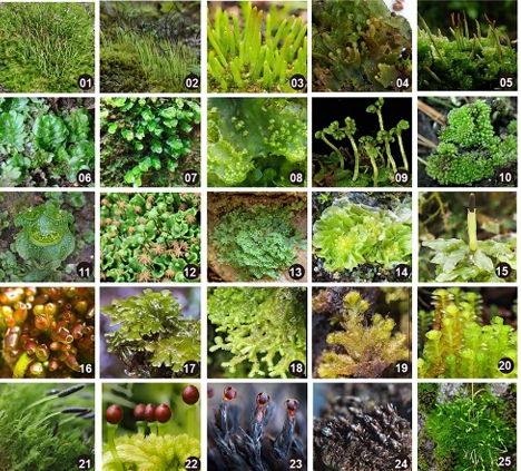 仙湖植物园牵头重磅研究颠覆传统认知：苔藓植物基因组拥有比维管植物更丰富的基因家族