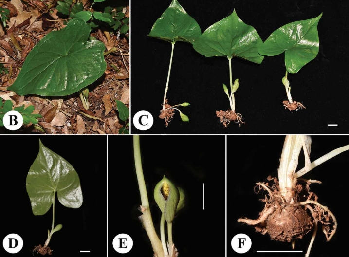 武汉植物园发表马达加斯加天南星科新种——中-非中心灰岩芋