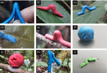 “人类中心主义”陷阱：橡皮泥模型难以真实反应生物互作