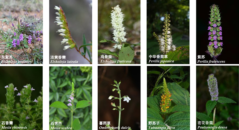 昆明植物所与西双版纳热带植物园在香薷族的分类学研究中取得新进展