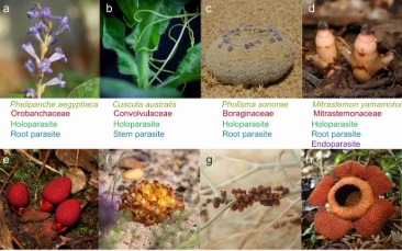 昆明植物所综述菟丝子与寄主植物间信号及分子传递研究进展