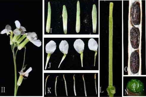 《陕西植物志》编写团队发表诸葛菜属一新种