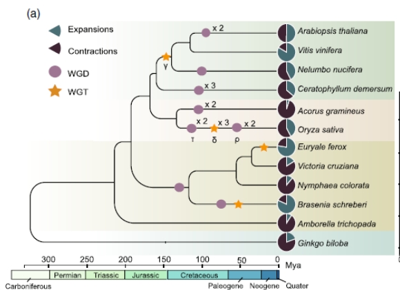 莼菜端粒到端粒（T2T）基因组发布，解析被子植物早期演化与适应机制