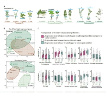 武汉植物园在水生植物适应性演化方面取得重要进展