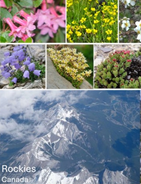 北半球高寒植物区系的非同步兴起揭示了生物多样性形成对造山与气候变化响应的普遍规律