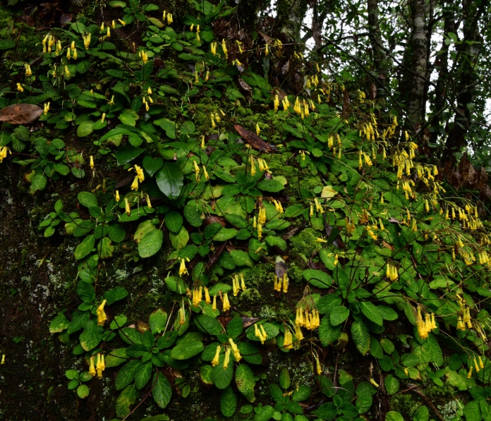 喀斯特地区特有植物弥勒苣苔的保护基因组学及遗传适应性、相关微生物研究取得新进展