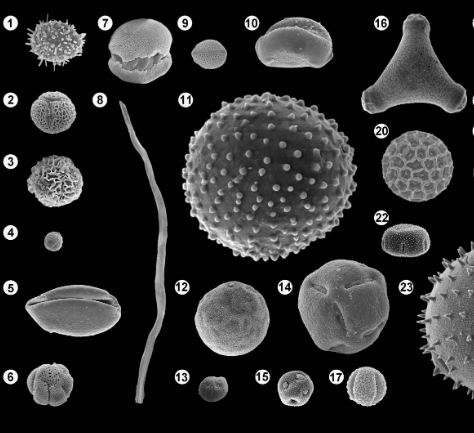 研究揭示被子植物花粉形态多样性的脉冲式演化模式