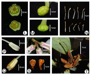 我所联合发现杜鹃花科濒危植物新种——木论杜鹃