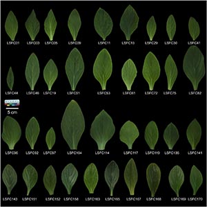 “宏观+微观”未来健康、经济补钙作物“牛耳朵”的核心种质资源