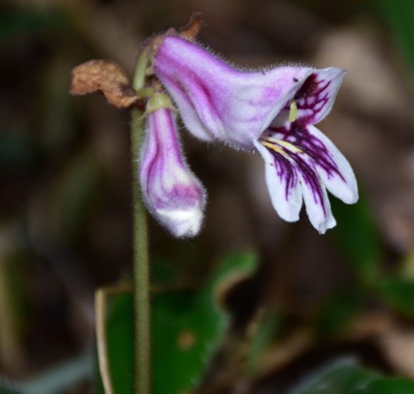 我所联合发现苦苣苔科易危新物种——台山报春苣苔