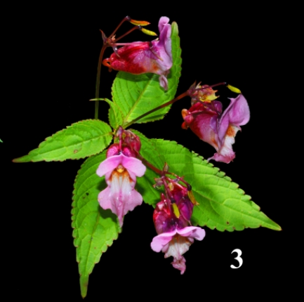 武汉植物园在青藏高原西部发现凤仙花属植物新物种