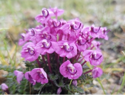 整合分类学揭示管花马先蒿物种复合群一新隐存种——轿子山马先蒿