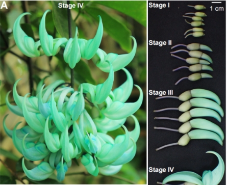 华南植物园揭示翡翠葛稀有蓝绿花色形成的基因密码