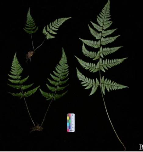 秦巴山区新发现！《陕西省植物志》编写团队发表蕨类新物种