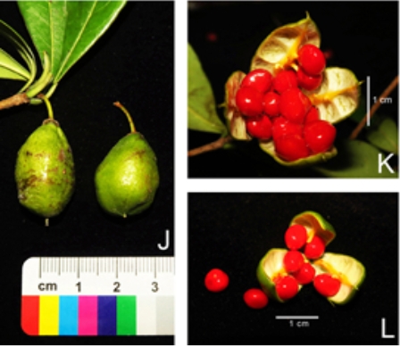 我所联合发现海桐花科濒危植物新种七百弄海桐