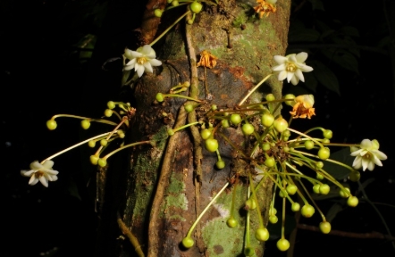 昆明植物所发表五味子科八角属一新种——睡莲八角