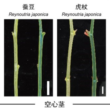 植物如何通过“细胞自我牺牲”形成空心茎