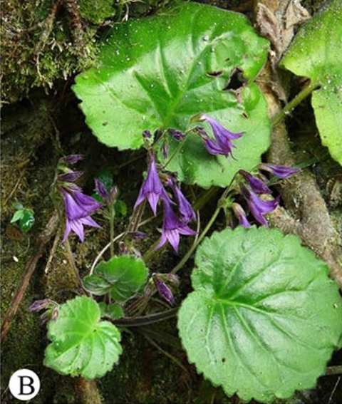 珍稀发现！苦苣苔科新物种——大化石山苣苔
