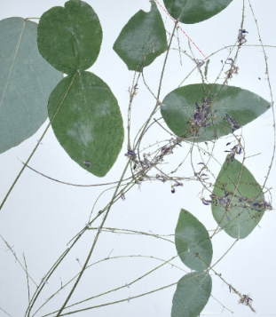 华南植物园发表一个豆科植物新属——石蚂蟥属Petrodesmum