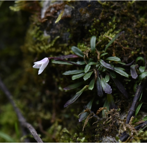 我所联合在贵州铜仁发现植物新变种小叶石山苣苔