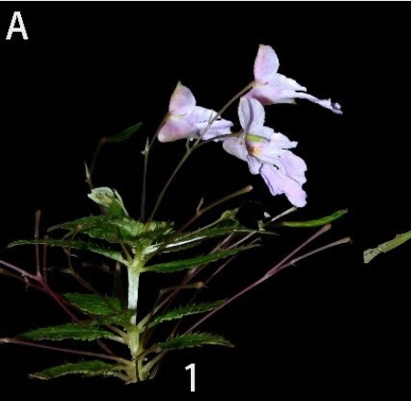 武汉植物园在西藏再次发现凤仙花属植物新物种