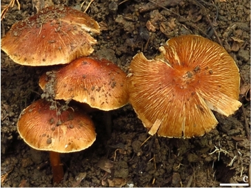 我所联合在广西喀斯特林区发现2个大型真菌新种