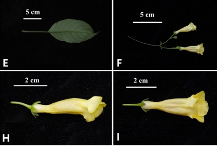 我所联合发现越南植物一新种——黄花漏斗苣苔