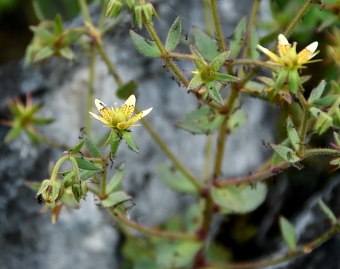 达尔文150年前的猜想获验证：青藏高原发现虎耳草目首个食虫植物