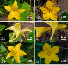武汉植物园发表葫芦科植物新属——盖果瓜属