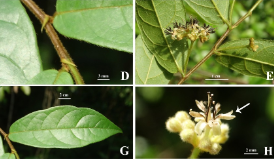 武汉植物园发表肯尼亚毒鼠子科植物新种
