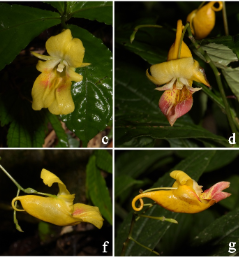 武汉植物园与湖南师范大学联合研究团队发表凤仙花属植物两新种