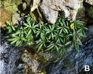 武汉植物园胡光万和王青锋团队联合昆明植物研究所在云南发现凤仙花属两个新种