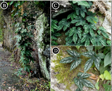 武汉植物园在葫芦科分类学研究中取得进展