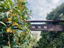 上海植物园最佳赏桂期预告