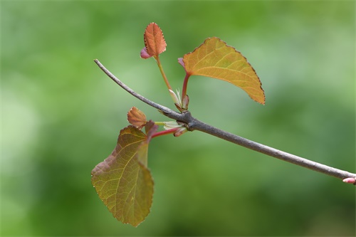 孑遗植物“卧龙”树——连香树迁地保护40年首次开花