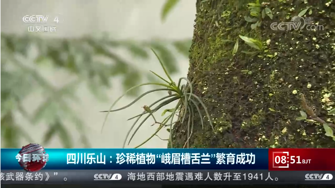 [今日环球]四川乐山：珍稀植物“峨眉槽舌兰”繁育成功