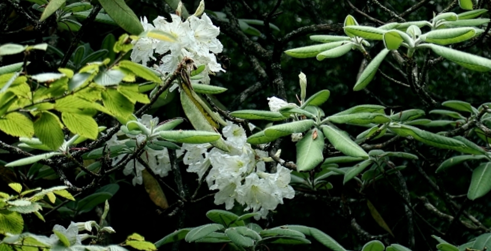 从灭绝到重生！"植物界大熊猫"野外回归