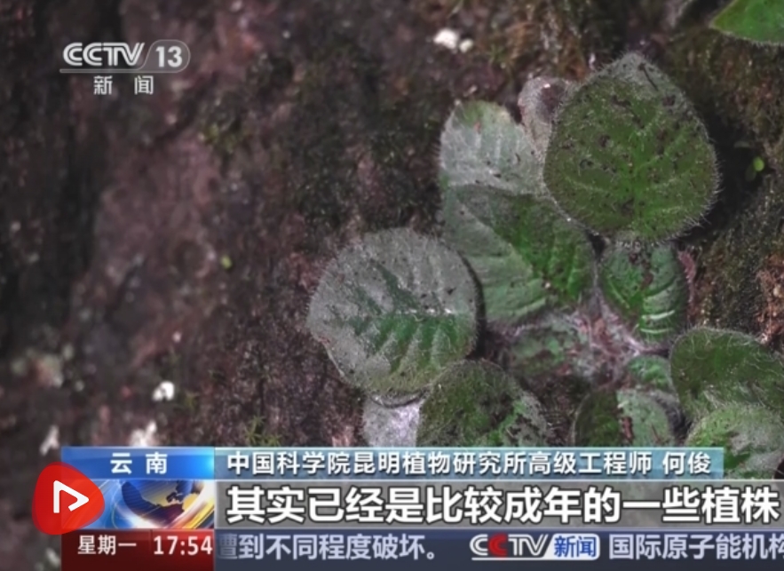 云南 大花石蝴蝶：“消失”百年的极危物种