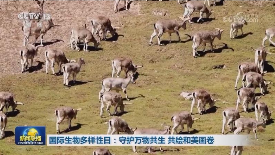 国际生物多样性日：守护万物共生 共绘和美画卷