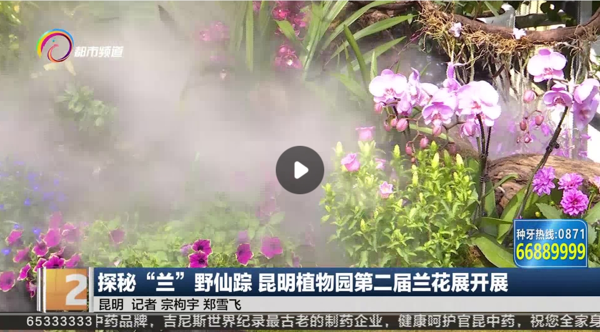 探秘“兰”野仙踪 昆明植物园第二届兰花展开展