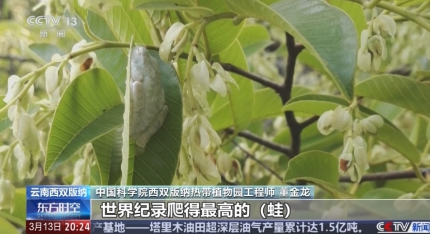[东方时空]生态中国看古树 云南：古树名木超100万株 位居全国首位