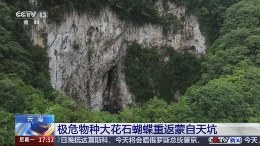 云南 极危物种大花石蝴蝶重返蒙自天坑
