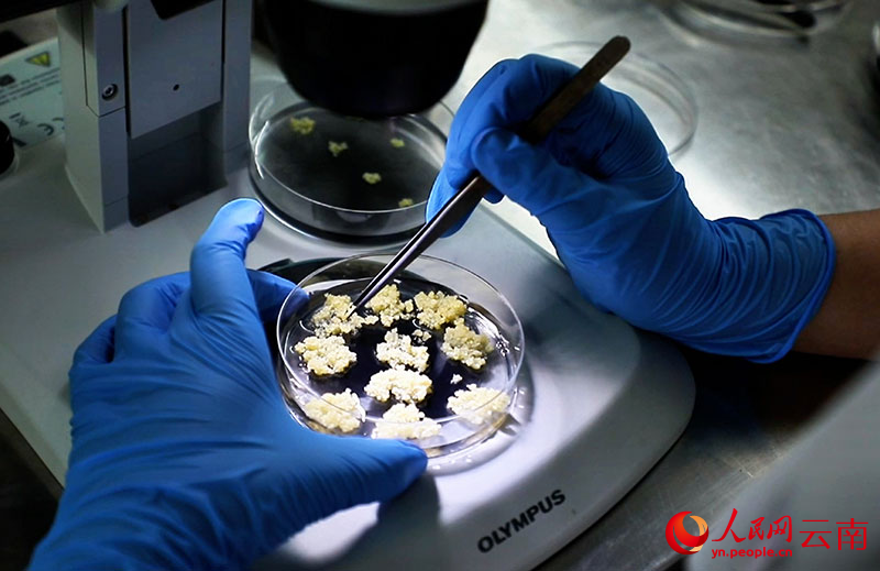 【人民网】科技育“芯”田里结“果” 良种赋能乡村振兴