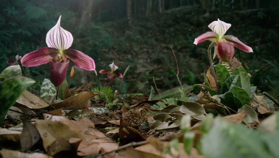 《野性广东》——守护与回归，华南国家植物园助力国家一级保护野生植物紫纹兜兰“回家之路”