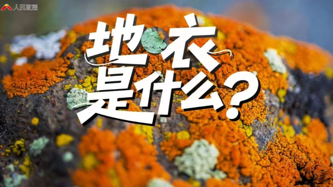地衣是什么？