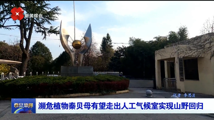 濒危植物秦贝母有望走出人工气候室实现山野回归