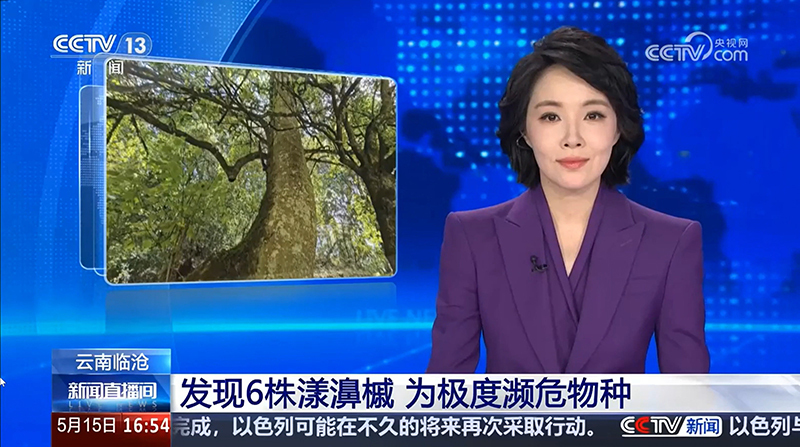 【新闻直播间】云南临沧 发现6株漾濞槭 为极度濒危物