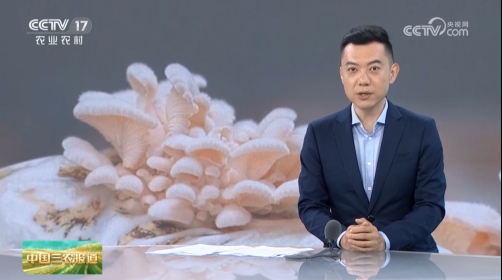 【中国三农报道】烂苹果“孕育”食用菌新品种“香妃”上市